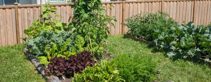 a green backyard garden with vegetables